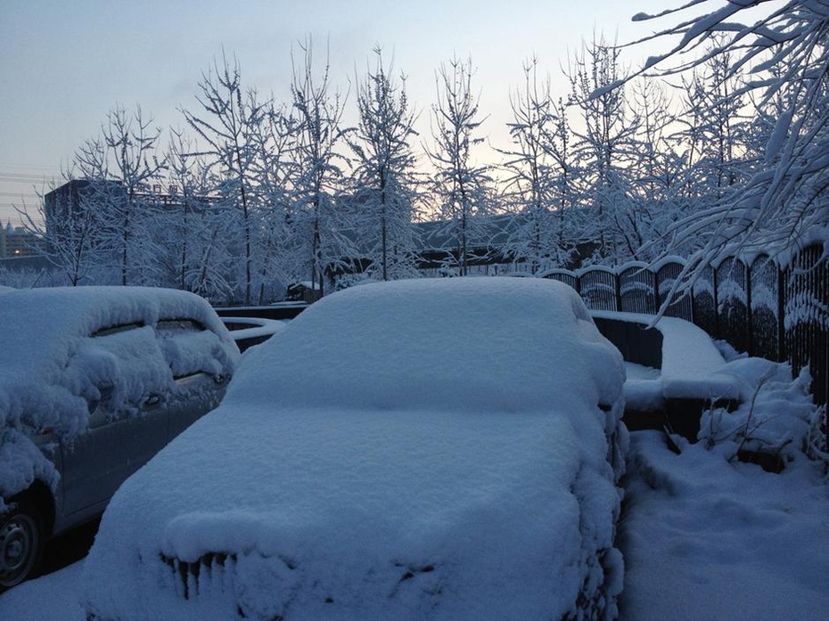 北京一夜大雪 满树雪挂