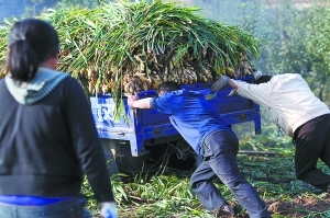 姜蒜之乡山东安丘生姜困局:上万斤生姜没有销路