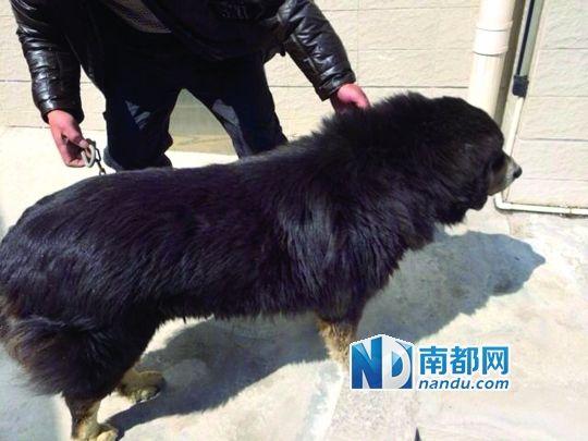 这只流浪藏獒目前关在江海区动物疫病预控中心，警方正在寻找它的主人。图片由江海区经科局动物疫病预防和控制中心提供
