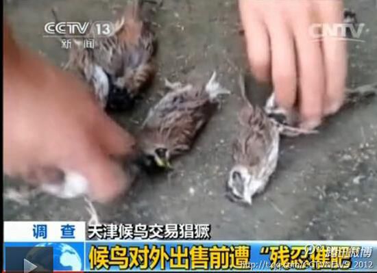 天津大批候鸟被捕 催肥后被杀(组图)