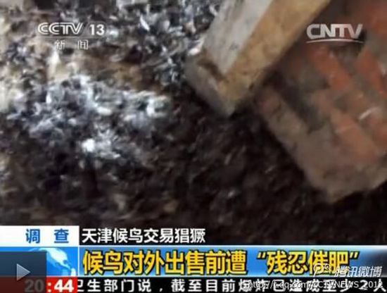 天津大批候鸟被捕 催肥后被杀(组图)