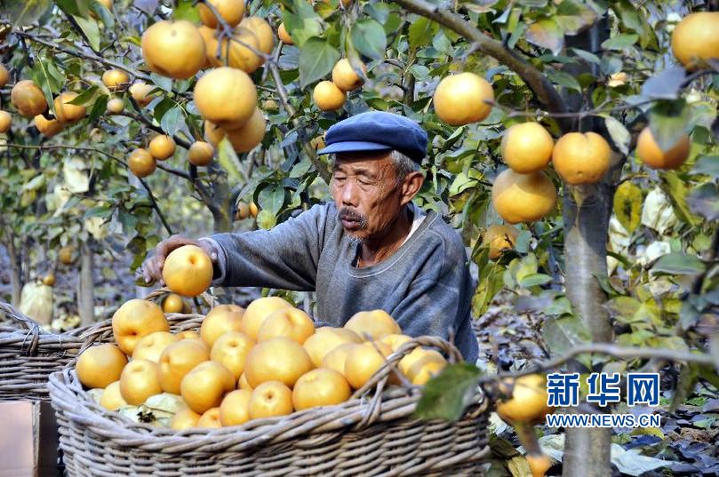 #（农业）（1）山东郯城“扶贫黄梨”助农增收