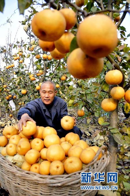 #（农业）（2）山东郯城“扶贫黄梨”助农增收