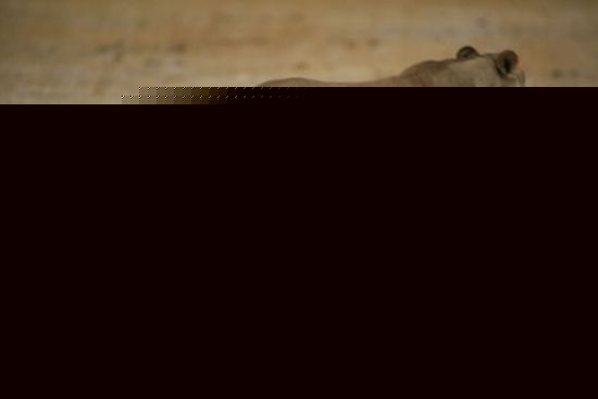 ҽɱǡʨǴ